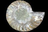 Agatized Ammonite Fossil (Half) - Madagascar #83794-1